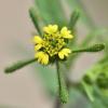 Siegesbeckia Orientalis