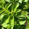 Stevia rebaudiana
