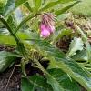 Comfrey