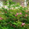 Tephrosia Purpurea