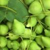 Kakadu Plum Extract