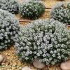 Thyme Oil