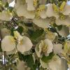 Tilia Tomentosa