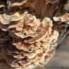 Trametes Versicolor