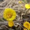 Coltsfoot (Tussilago Farfara) extract