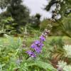 Chasteberry (Vitex agnus-castus) extract