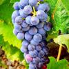 Grape Extract