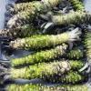 Wasabi Roots