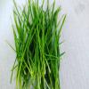 Lophophytum Elongatum Extract
