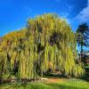 Willow