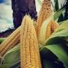 Corn