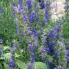 Hyssopus Officinalis
